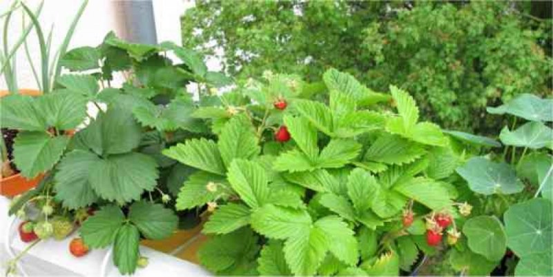 Erdbeeren auf dem Balkon